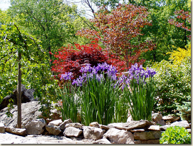 Irises in Rock Garden